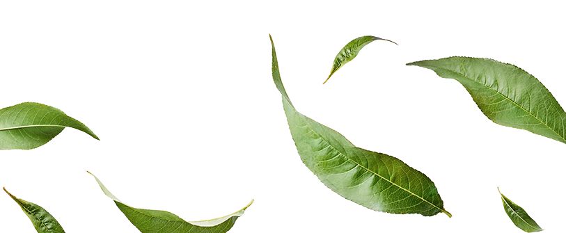 Mad Magic Origin Kombucha Ingredients